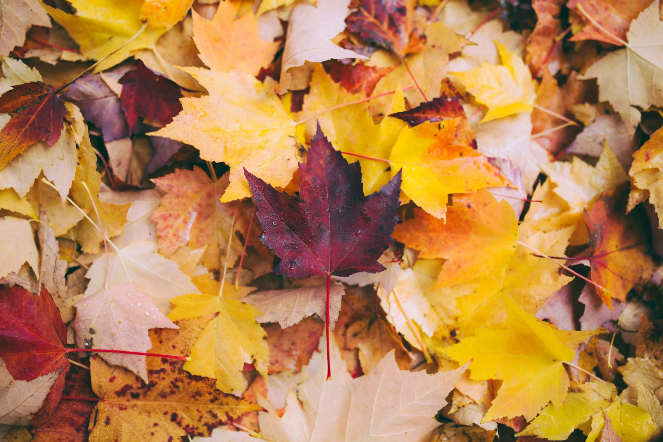 数多くの紅葉